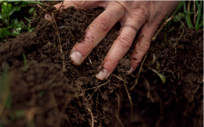 Lợi ích bền vững cho sức khỏe của đất và cây trồng từ phân bón hữu cơ