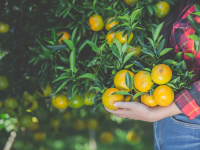 Thu hoạch cây ăn trái