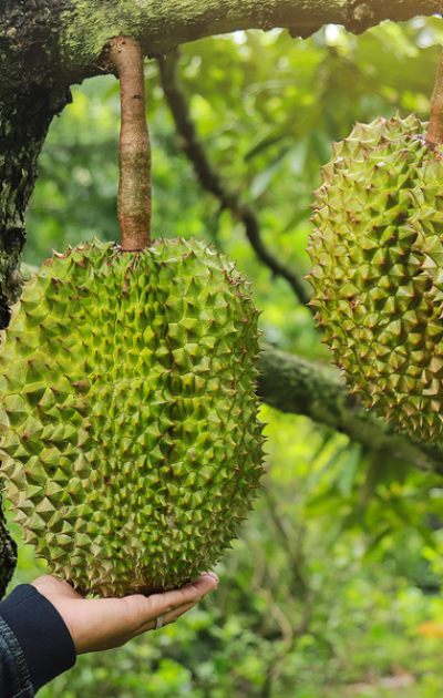 Canh tác sầu riêng