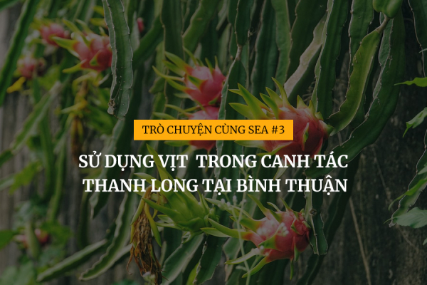 [Trò chuyện cùng SEA #3] Sử dụng vịt trong canh tác Thanh long tại Bình Thuận