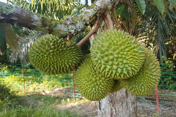 Chăm sóc vườn sầu riêng thời kỳ ra hoa